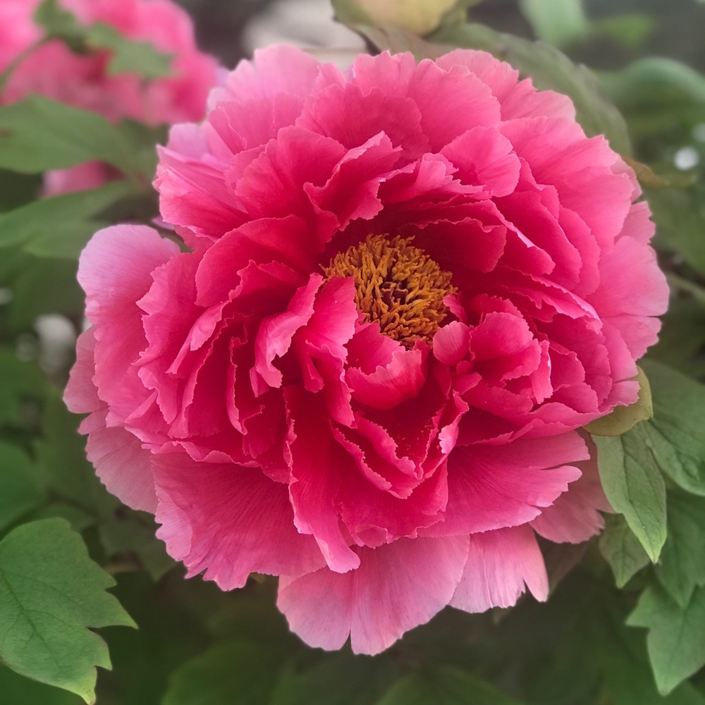 Meet your Posher, Billi